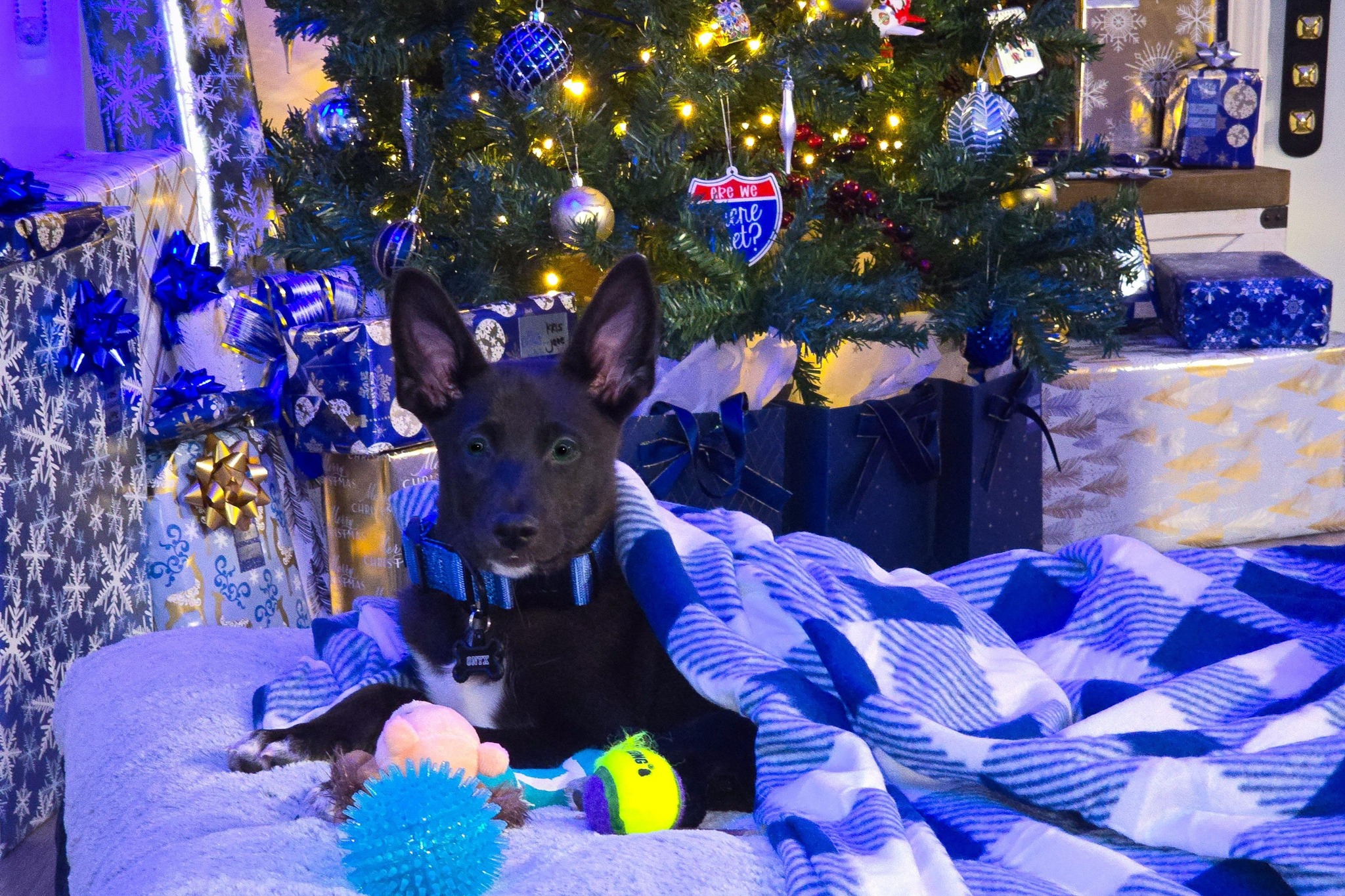 Onyx as Mr. December in Pupvote’s Cutest Pets of 2025
