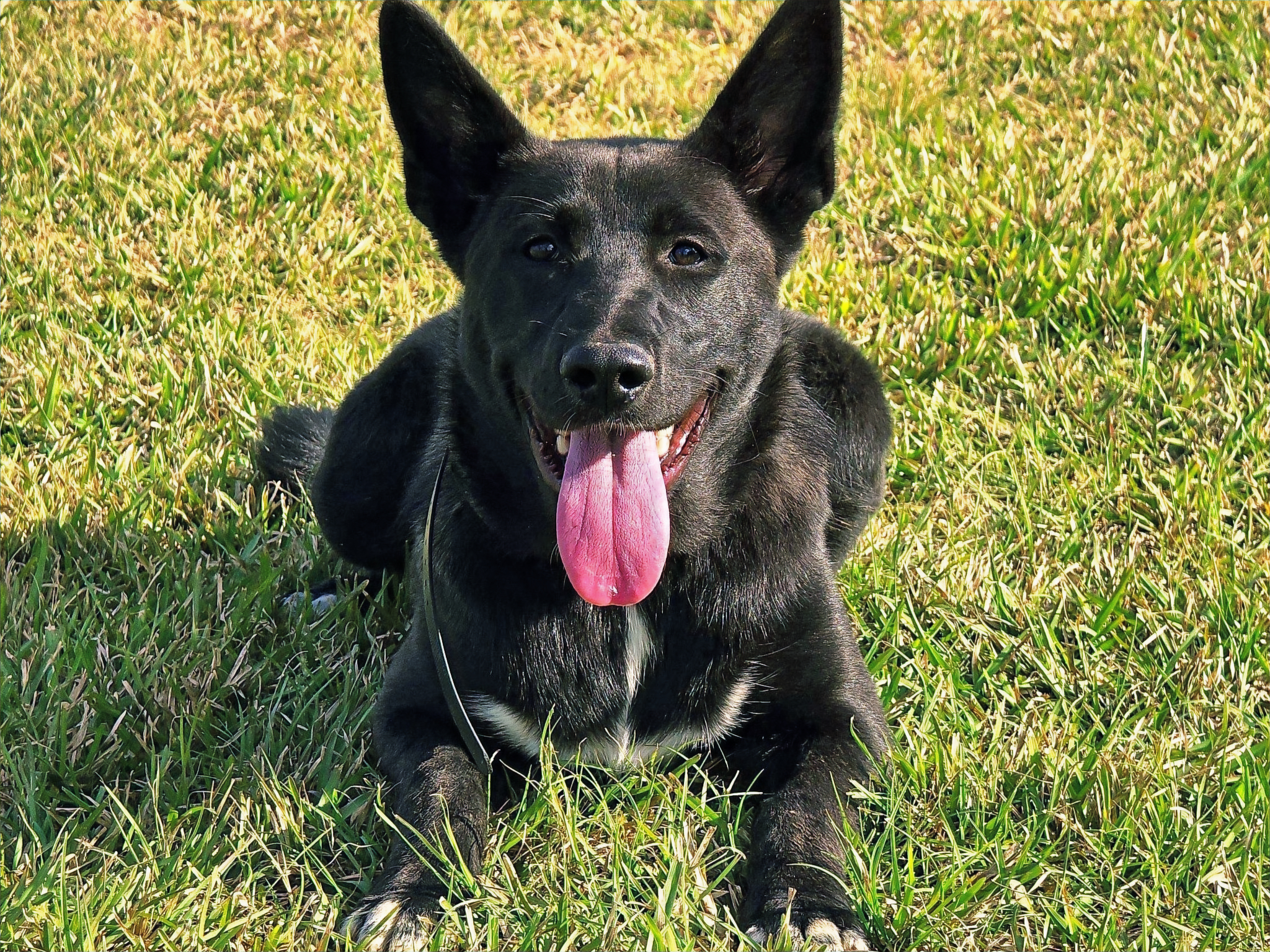 Onyx in training on grass during an outdoor recalibration moment